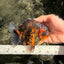 AAA Grade Tiger Yuanbao Male 5 inches #061926YB_35