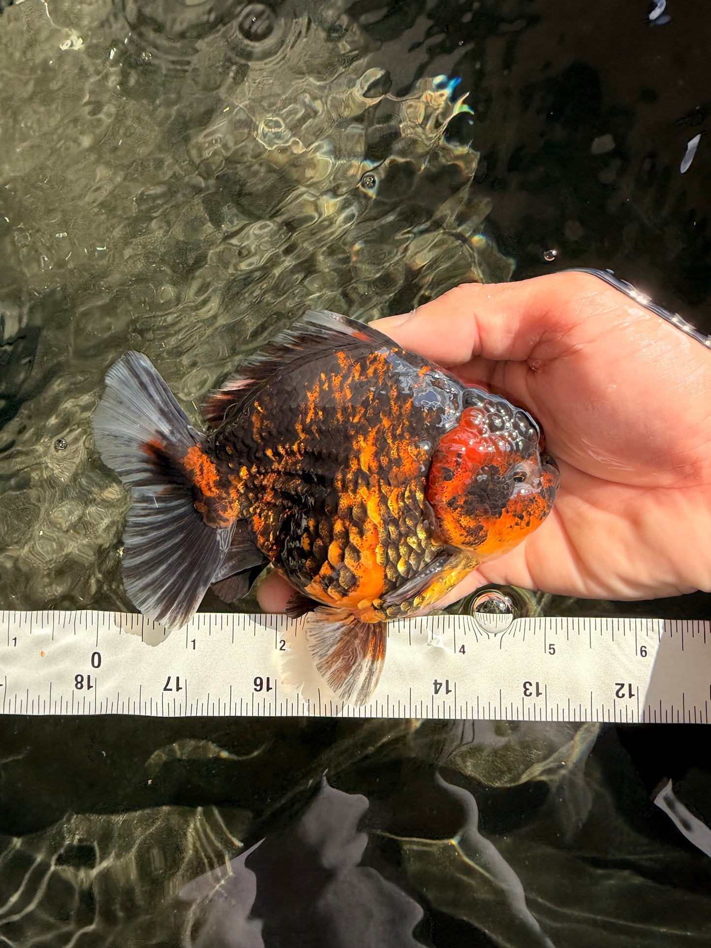 AAA Grade Tiger Yuanbao Male 5 inches #061926YB_35