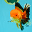 AAA Grade Apache Oranda Male 5.5-6 inches #041726OR_11
