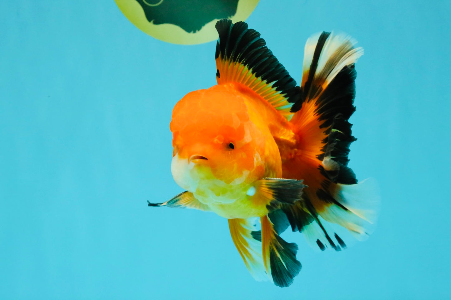 AAA Grade Apache Oranda Male 5.5-6 inches #041726OR_11