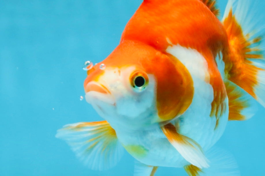 A Grade Red White Ryukin Female 5.5 inches #111425RK_08