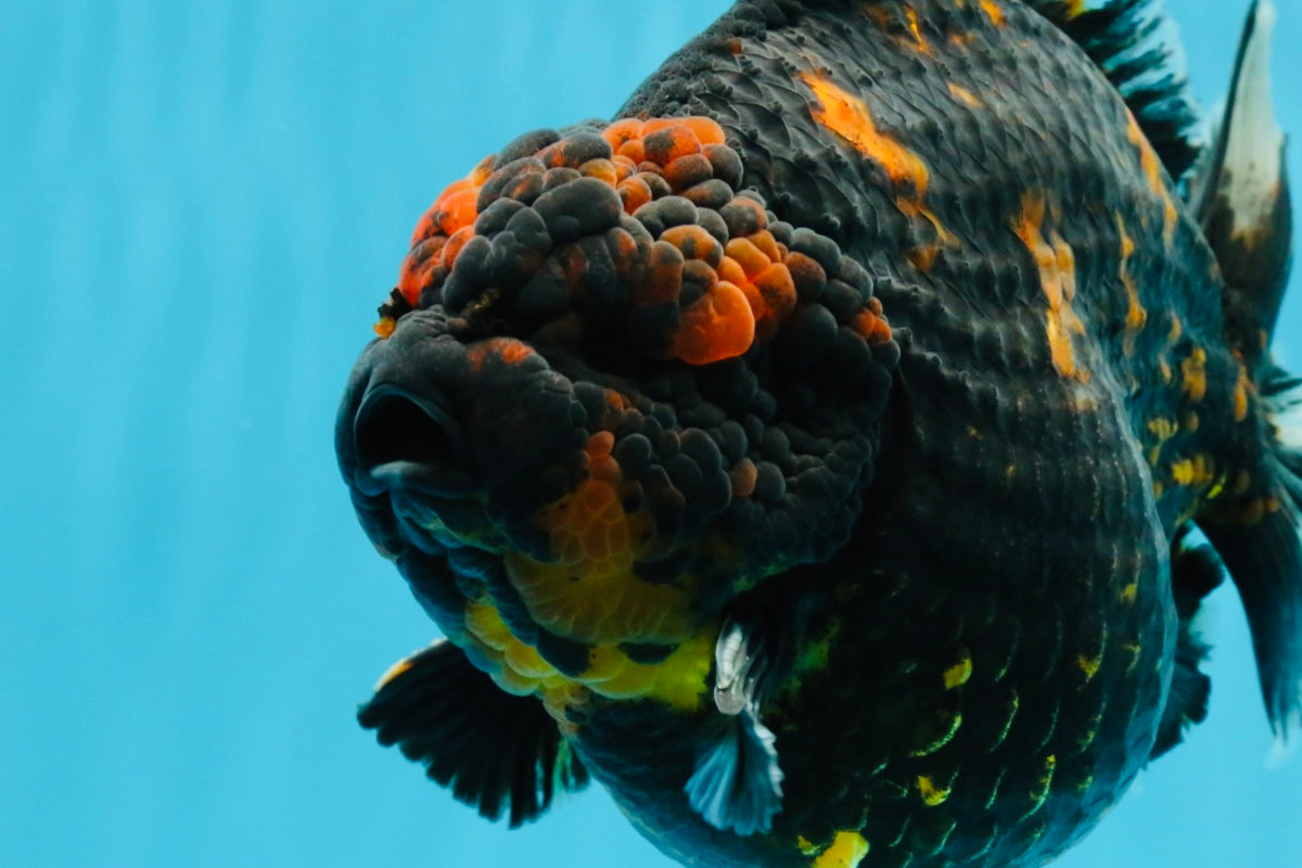 SUPER AAA Grade Godzilla Tiger Yuanbao Male 6 inches #022026YB_02