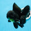 Oranda macho negro de grado A de 5,5 a 6 pulgadas n.° 0726OR_04