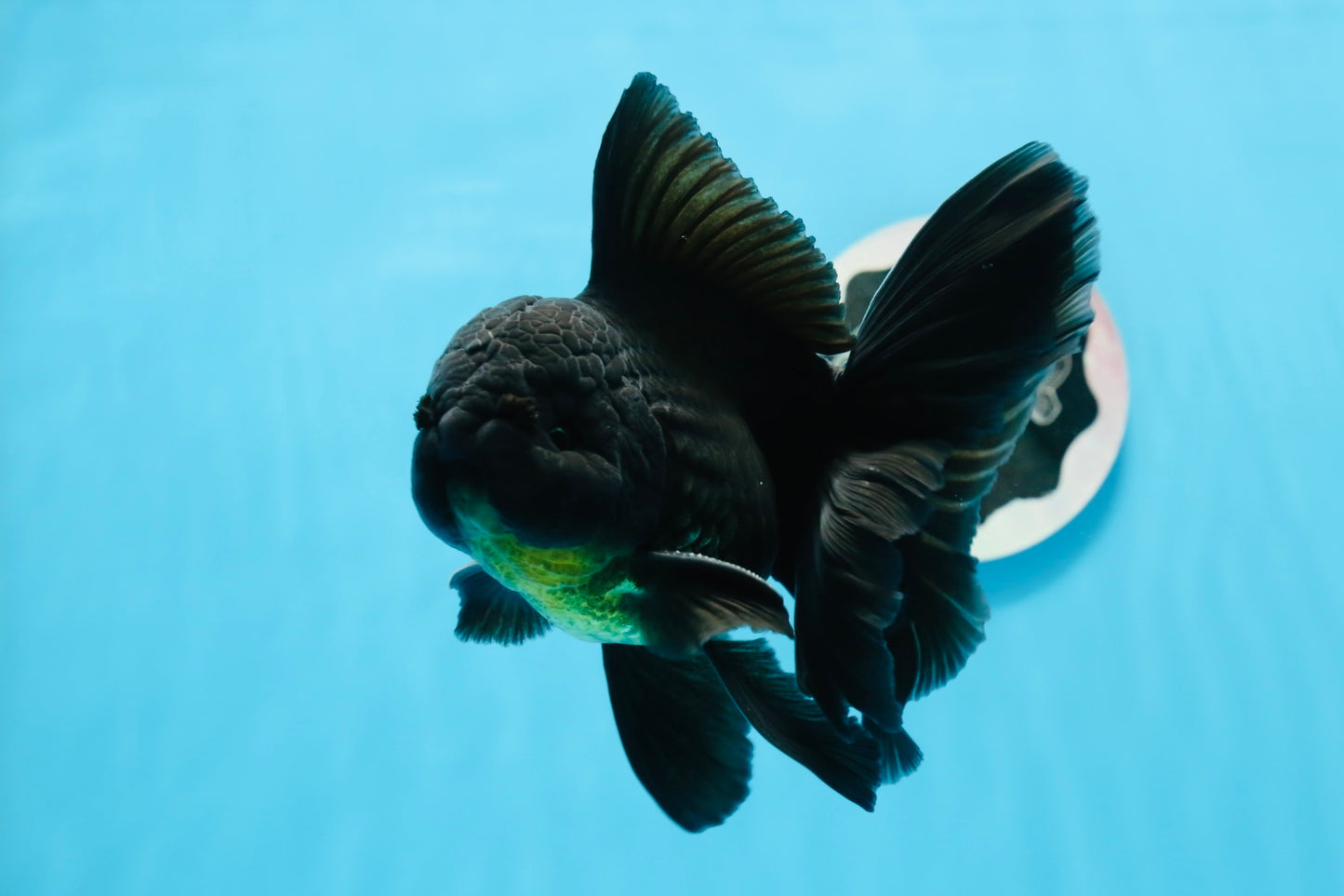 Oranda macho negro de grado A de 5,5 a 6 pulgadas n.° 0726OR_04