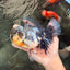 AAA Grade Super Special Marble Kirin Oranda Male 6 inches #061926OR_16