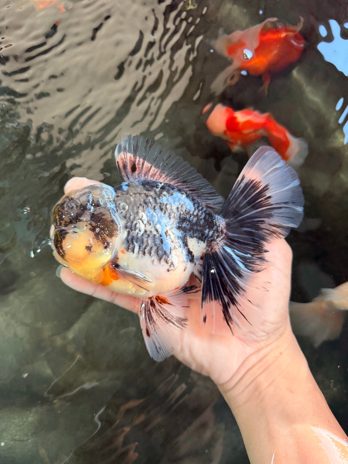 AAA Grade Super Special Marble Kirin Oranda Male 6 inches #061926OR_16