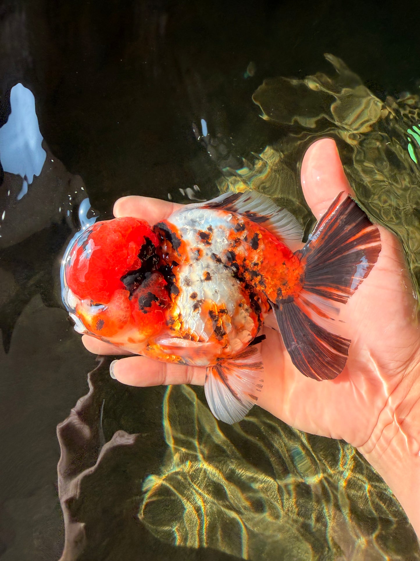 A Grade Pompom 2 Tone Yuanbao Male 5.5 inches #030626YB_14