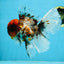 THICK BODY AAA Grade Calico Kirin Oranda Male 5.5 inches #102425OR_20