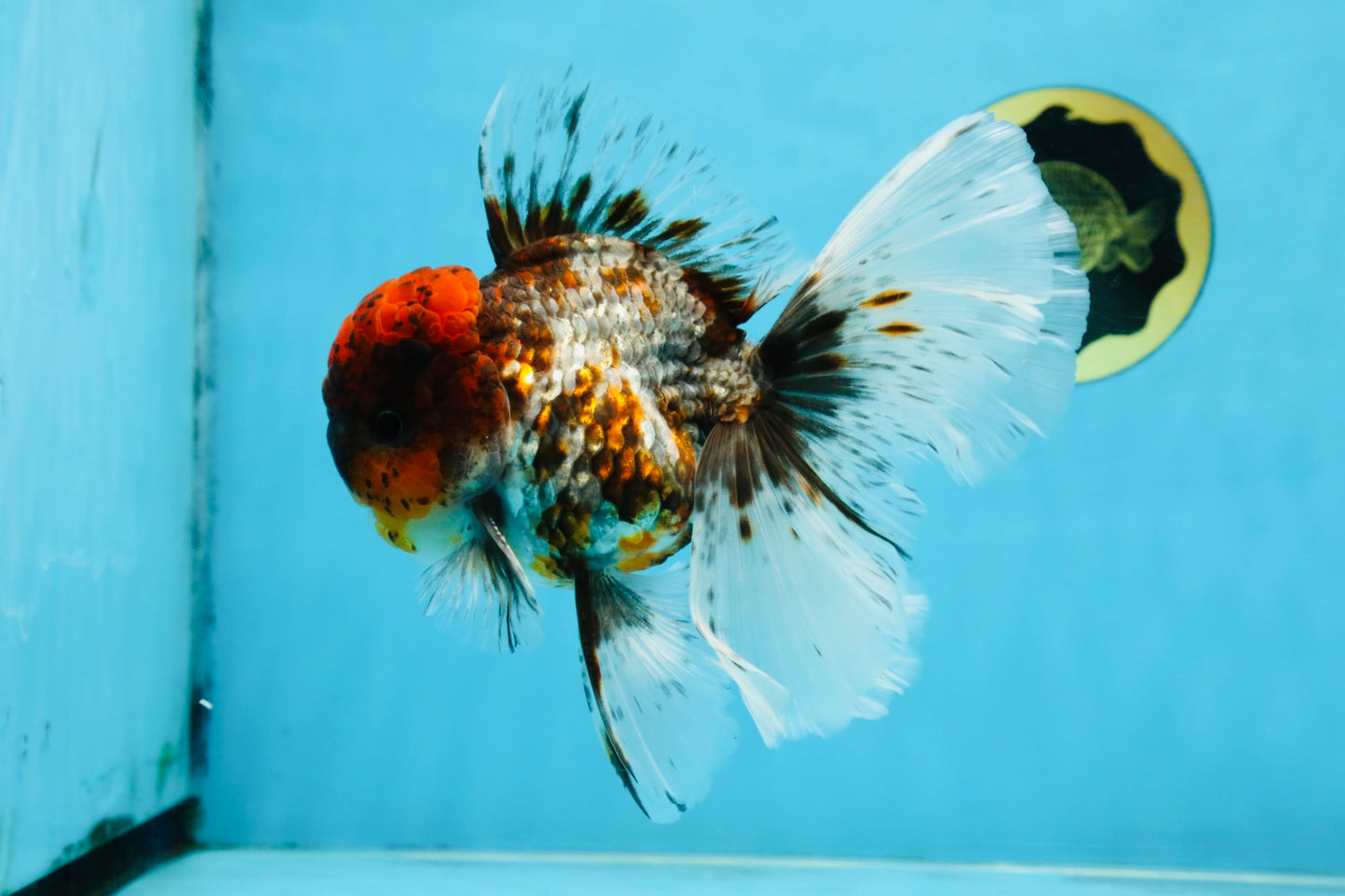 THICK BODY AAA Grade Calico Kirin Oranda Male 5.5 inches #102425OR_20