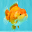 AAA Grade Red White Yuanbao Female 5-5.5 inches #061926YB_30