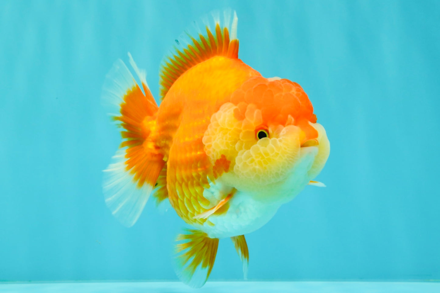 AAA Grade Red White Yuanbao Female 5-5.5 inches #061926YB_30