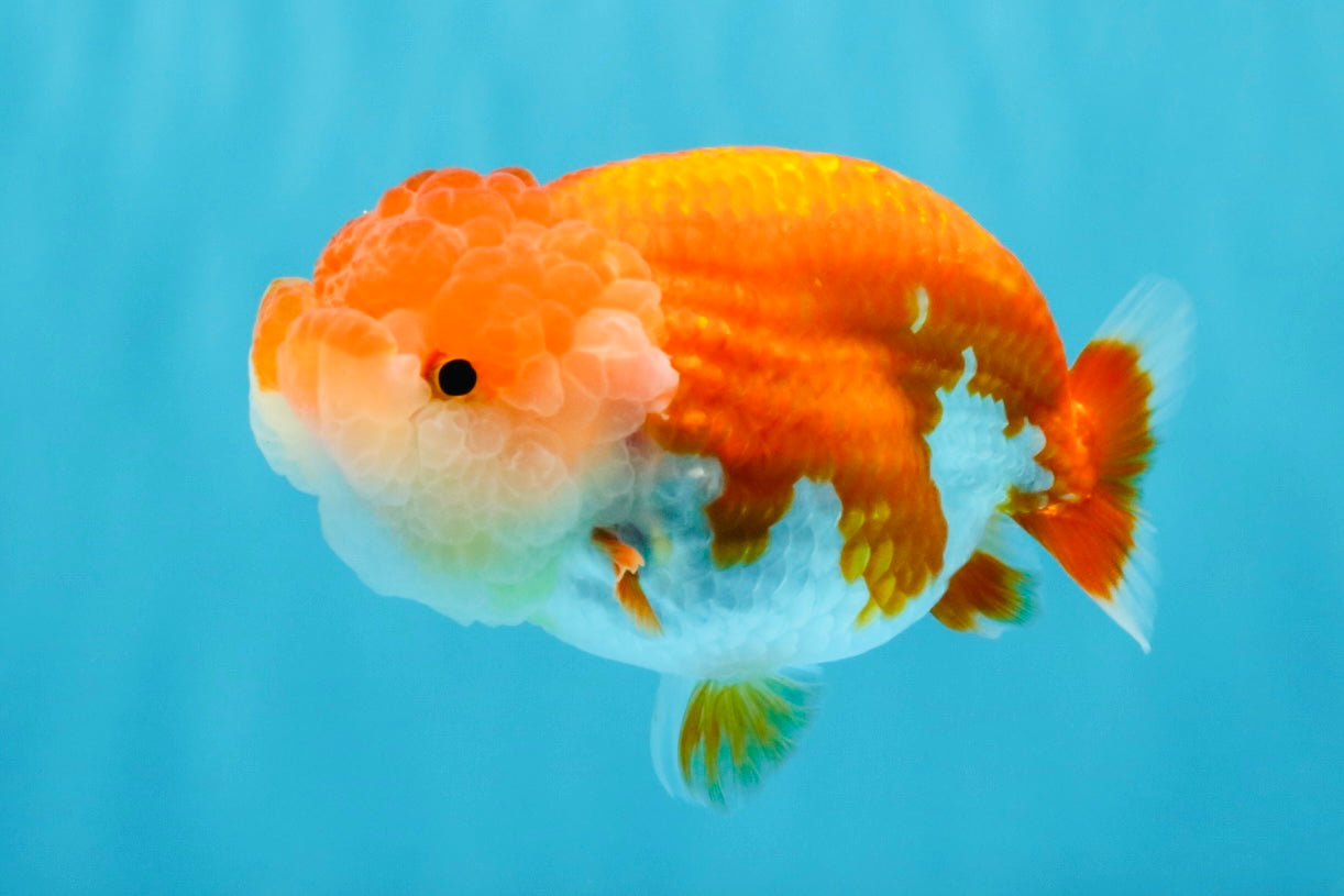 A Grade Red White LionQueen 4-4.5 inches #032726LC_14