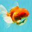 A Grade Red White Oranda Female 5.5-6 inches #101626OR_14