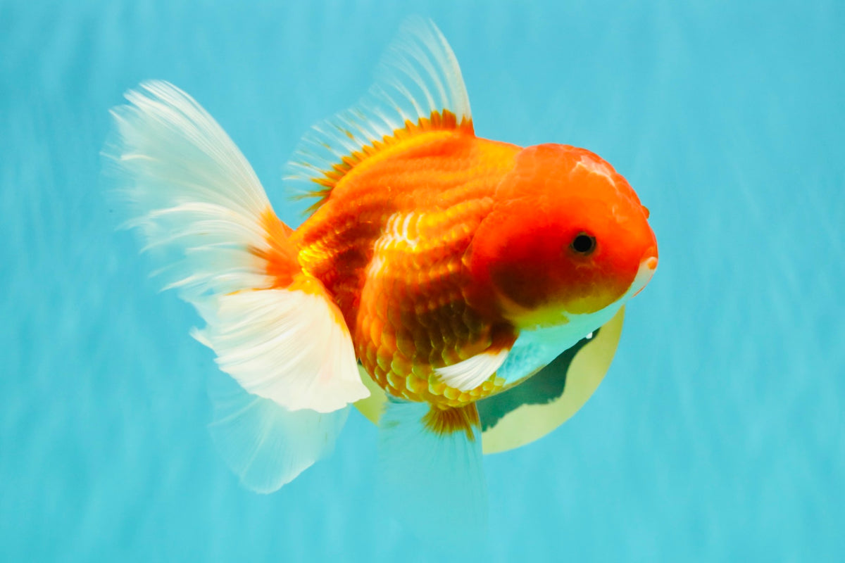 A Grade Red White Oranda Female 5.5-6 inches #101626OR_14