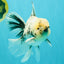 A Grade White Tiger Oranda Male 7 inches #082126OR_15