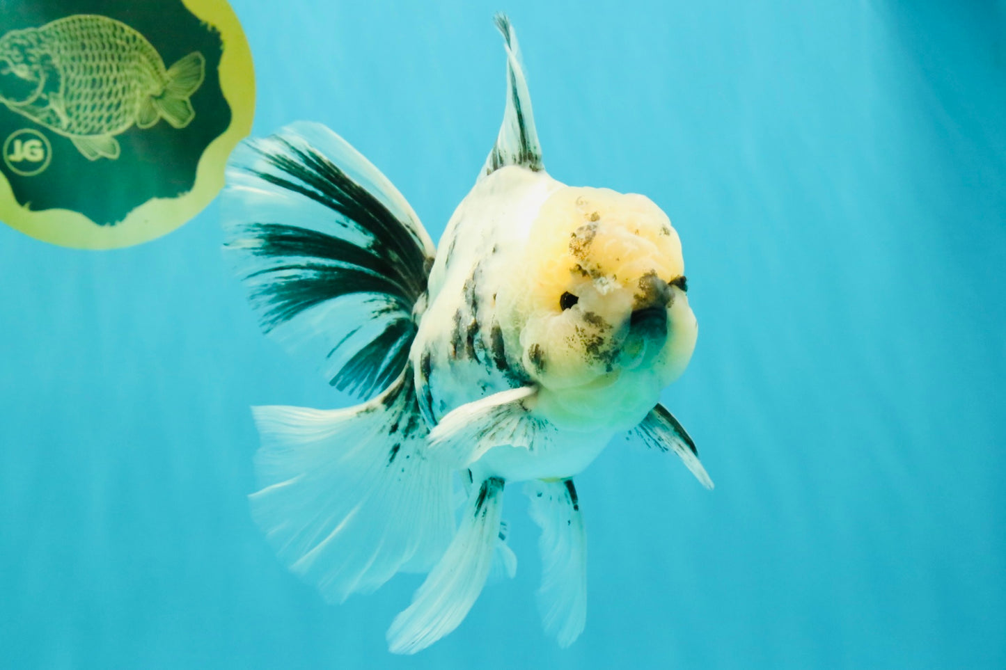 A Grade White Tiger Oranda Male 7 inches #082126OR_15
