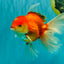 A Grade Red White Oranda Male 6-6.5 inches #100926OR_25