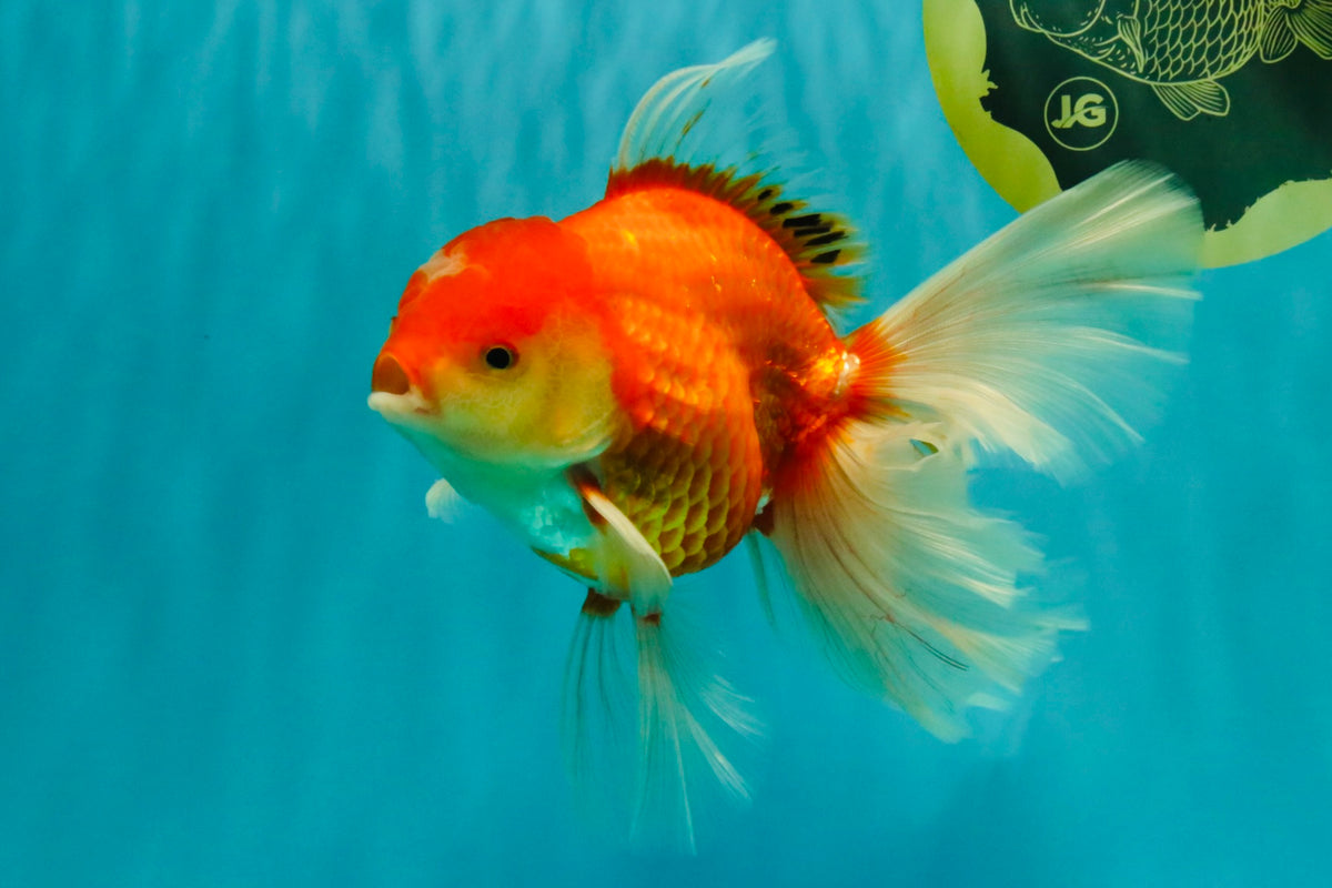 A Grade Red White Oranda Male 6-6.5 inches #100926OR_25