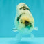 AAA Grade White Tiger Blue Base Ranchu Female 4.5 inches #062626RC_10