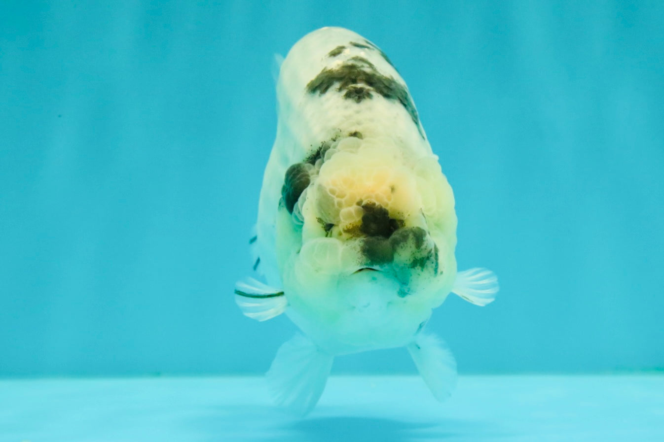 AAA Grade White Tiger Blue Base Ranchu Female 4.5 inches #062626RC_10