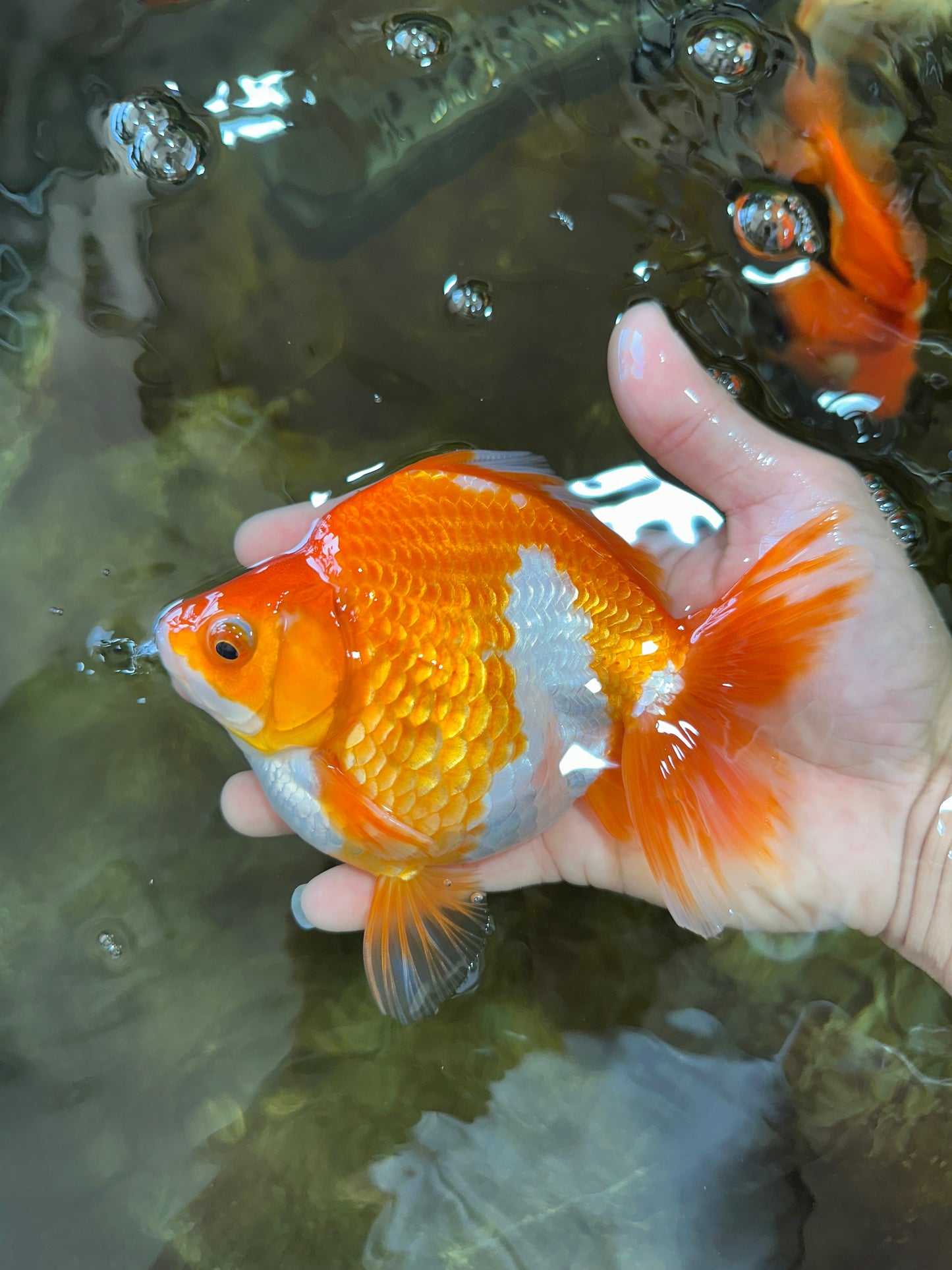 AAA Grade Ryukin Red White Female 5.5 inches #070425RK_02