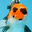 A Grade Tricolor Oranda Male 5 inches #082225OR_20