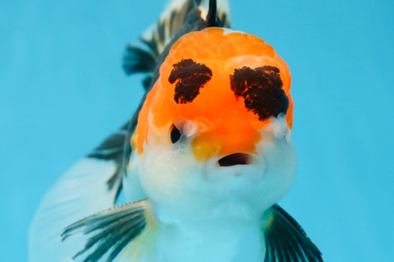 A Grade Tricolor Oranda Male 5 inches #082225OR_20