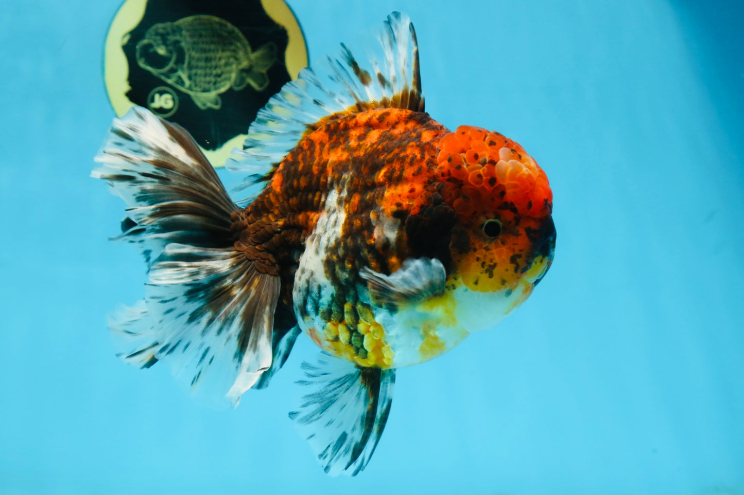 AAA Grade Calico Oranda Male 6 inches #101725OR_23