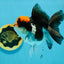 Tricolor Oranda Female 5 inches #120624OR_11