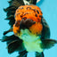 AAA Grade Jumbo Lava Head Rose Tail Oranda Female 6 inches #1110OR_22