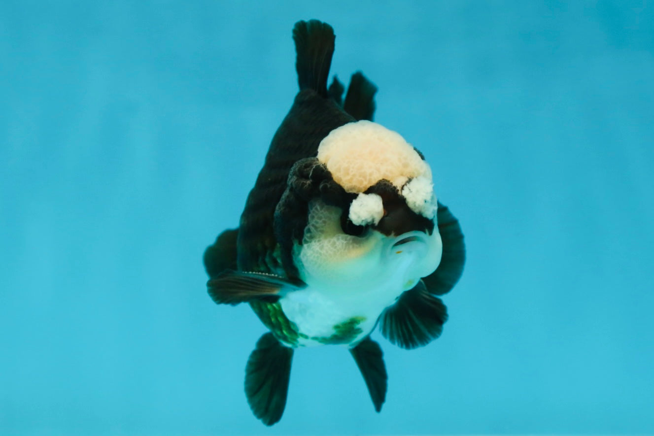 A Grade Jade Head Pompom Panda Button Eyes Yuanbao Male 4 inches #050925YB_29