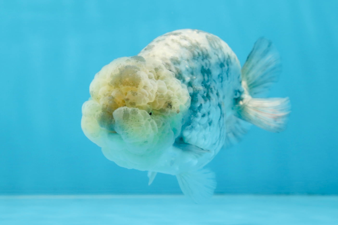 A Grade SUPER CUTE White Tiger LionKing 4.5 inches #100325LC_09