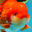 AAA Grade Red White Oranda Male 6 inches #080125OR_12