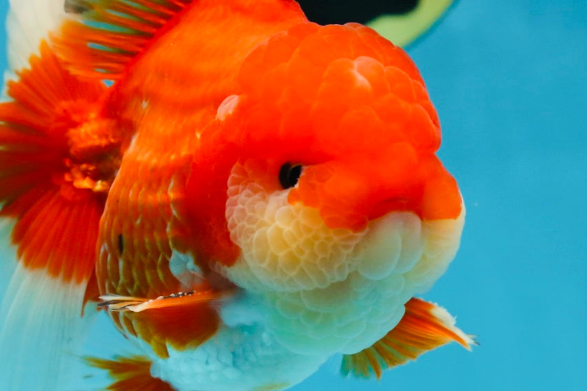 AAA Grade Red White Oranda Male 6 inches #080125OR_12