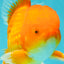 A Grade Red White Oranda Male 6.5 inches #082826OR_16