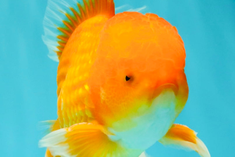 A Grade Red White Oranda Male 6.5 inches #082826OR_16