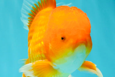 A Grade Red White Oranda Male 6.5 inches #082826OR_16