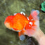 JUMBO A Grade Godzilla Red White Oranda Male 7 inches #031326OR_03