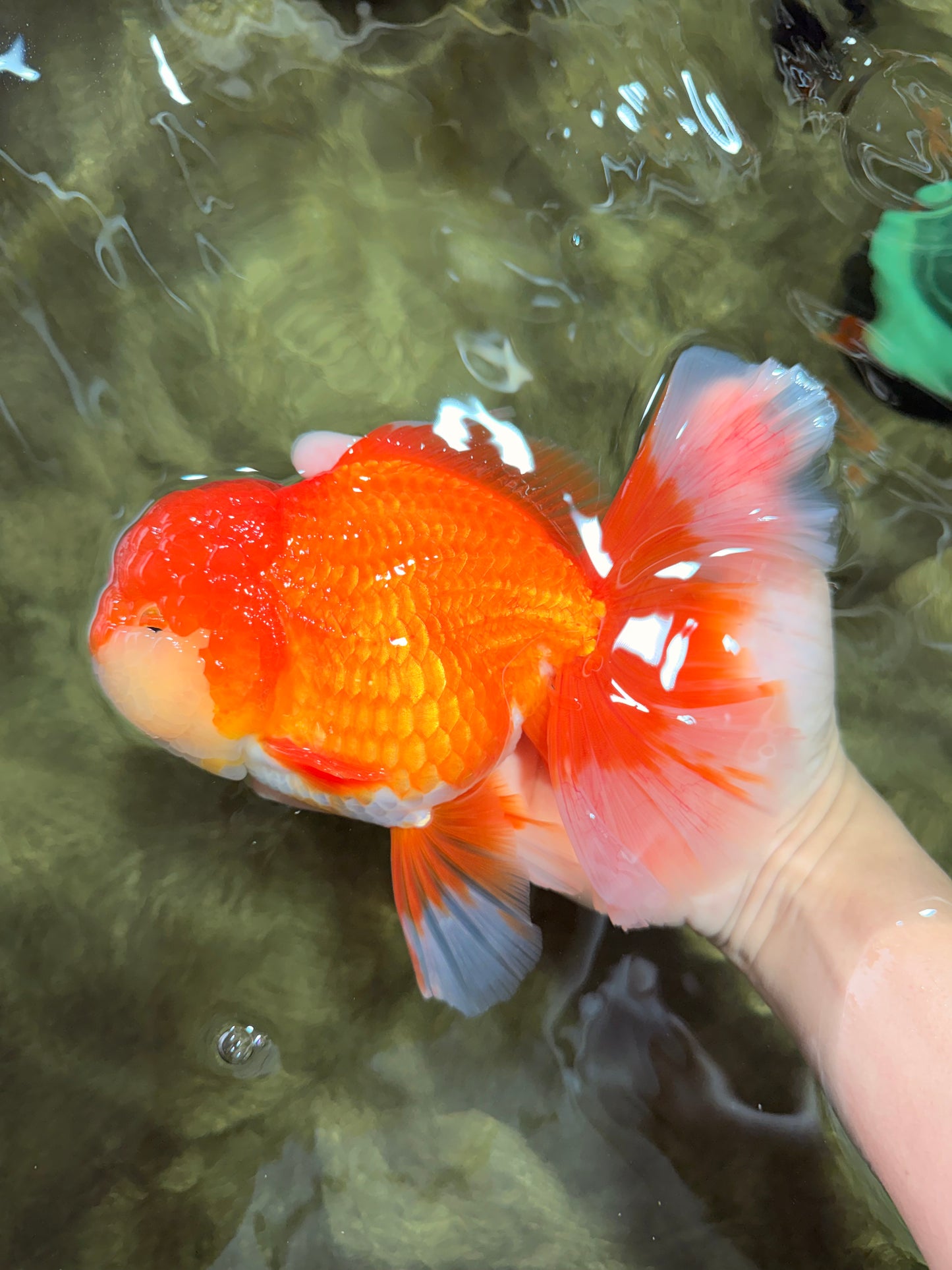 JUMBO A Grade Godzilla Red White Oranda Male 7 inches #031326OR_03