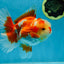 SHOW GRADE Won Runner 2nd Red White Oranda Male 5.5 inches Trophy Included #062025OR_01