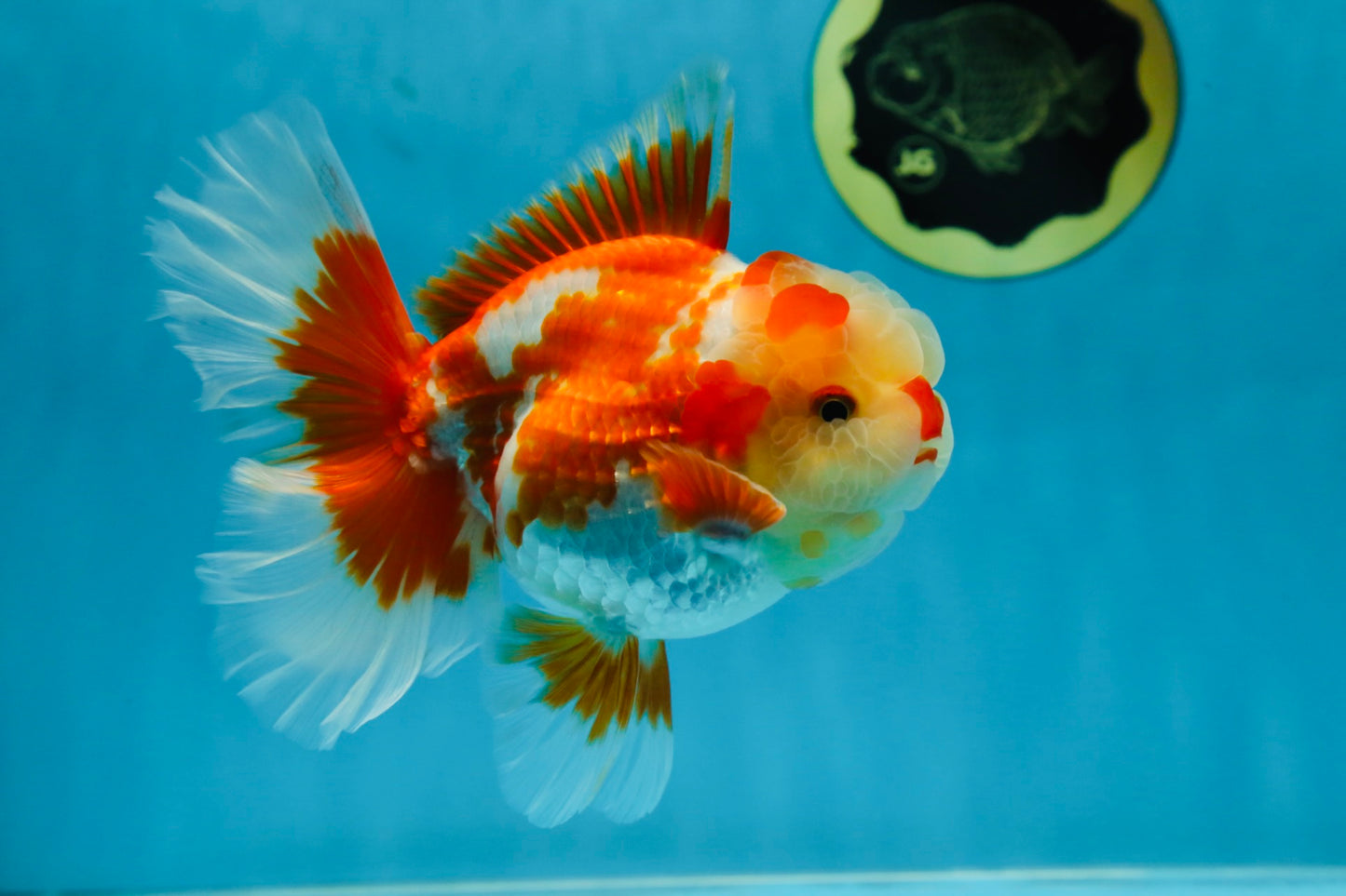 SHOW GRADE Won Runner 2nd Red White Oranda Male 5.5 inches Trophy Included #062025OR_01