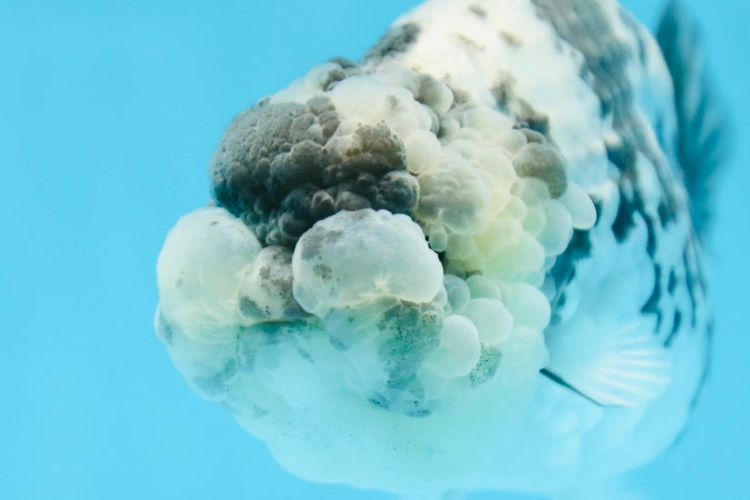 AAA Grade UNIQUE White Tiger LionQueen 4.5-5 inches #090525LC_03