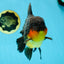 AAA Grade Godzilla Apache Oranda Male 5.5 inches #050925OR_55