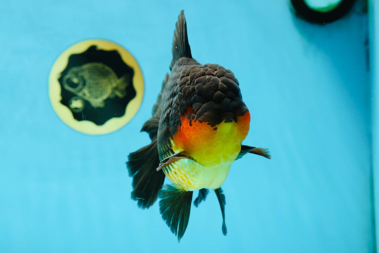 AAA Grade Godzilla Apache Oranda Male 5.5 inches #050925OR_55