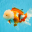 OLAF A Grade Red White Oranda Male 6 inches #040326OR_14