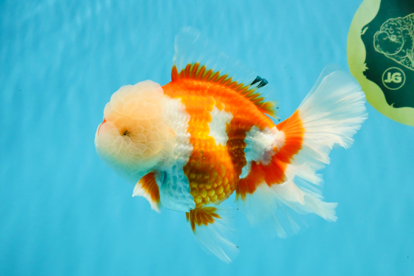 OLAF A Grade Red White Oranda Male 6 inches #040326OR_14
