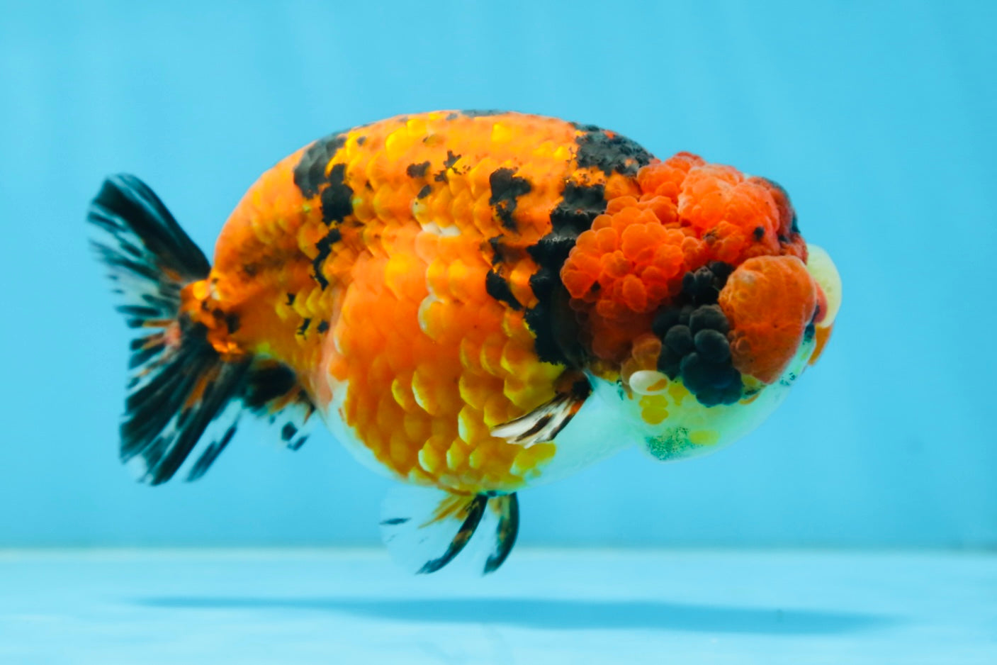 AAA Grade ADORABLE Tiger LionQueen 5 inches #082925LC_01