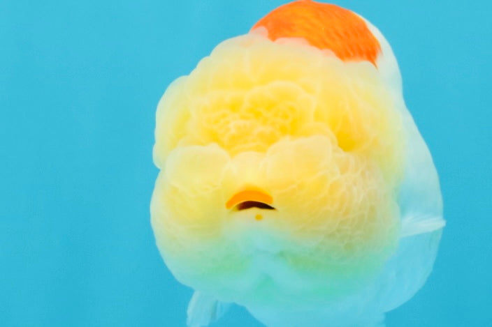 ADORABLE Orange White LionChu Female 4.5 inches #041026LC_18