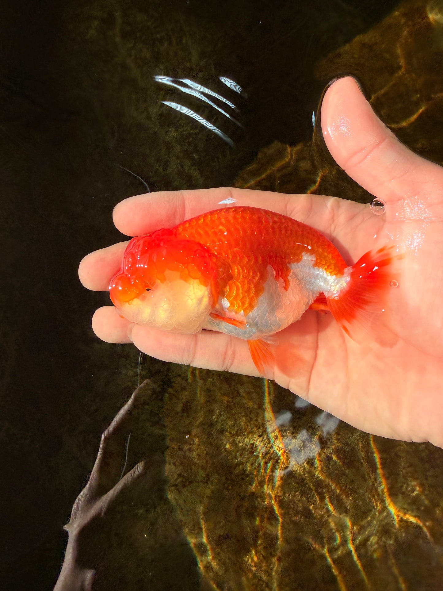 A Grade Red White LionQueen 4-4.5 inches #102425LC_15