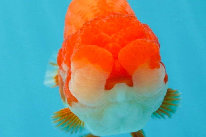 AAA Grade Red White LionKing 4.5 inches #050925LC_11